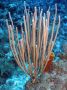 AmbergrisCaye05 - 103
